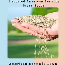 gebdinsh Garden® Imported American Bermuda Lawn Grass Seeds For Garden, Lawn & Sports Grounds | Fast Growing and Durable Lawn Grass Seeds For Gardening | Pack Of 100 Seeds image 1
