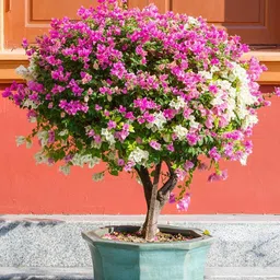 generic Bougainvillea Live Bonsai Tree, Multi-Color Grafted, 4-5 Colors, Indoor Outdoor Plant, 200 cm image 5