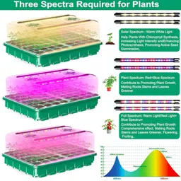 LOOM TREE Seed Starter Tray Growing Tray for Wheatgrass Growing Microgreens Hydroponic image 2