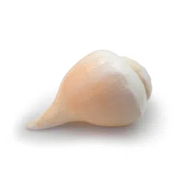 mitaksi crafts - crafts and artisans - crafting your curiosity MITAKSI Crafts Bhajnewala || Vamavarti || Blowing Sankh || Size – 13 cm image 1