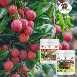 sansar agro NPK Litchi Care Kit (NPK for Growth (200 gm) + NPK for Fruits (200 gm), Essential NPK Fertilizer for fast Growth and Maximising Fruiting in Litchi plant. image 2