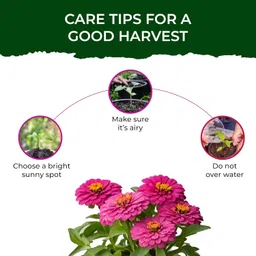 Pot and Bloom Treasures Zinnia Kit –Complete Gardening Set with Seeds, CocoPot, Plate, Water Spray, Nutrition Powder, Potting Mix, and Instruction Manual for Easy Growing & Harvesting Fresh Zinnia image 4