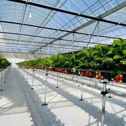 Garden Weed Control Mat 4 x 4 Meter, Heavy Duty 110 GSM Landscape Fabric, Weed Block Gardening Mat Eco-Friendly Weed Control Bed Gardening Mat White image 3