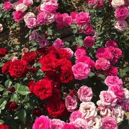 oakwood farms Oakwood Farms® Climbing Rose Flower Seeds for Home and Gardening pack of 100 seeds (GREEN) image 3