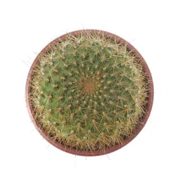 generic SOURAV NURSERY Moon Cactus Live Plant - Decorative Cactus for Home, Office – Low Watering Needs image 3