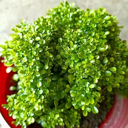 generic Mini kamini live plant (Pack of 1) image 2