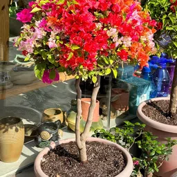 generic Bougainvillea plant for summer || multicolour paper flower live (Pack of 1) image 5