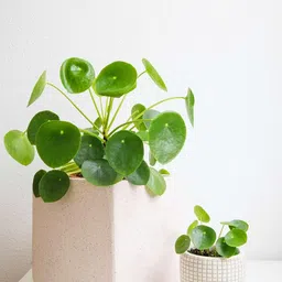 generic Mini coin grass live plant (pack of 1) image 4