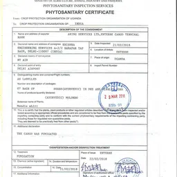 natural or nothing Mulondo Mondia Whitei Root Powder 100 Grams image 5