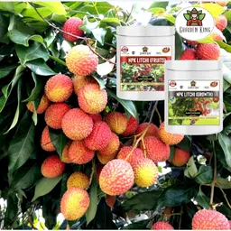 sansar agro NPK Litchi Care Kit (NPK for Growth (200 gm) + NPK for Fruits (200 gm), Essential NPK Fertilizer for fast Growth and Maximising Fruiting in Litchi plant. image 3