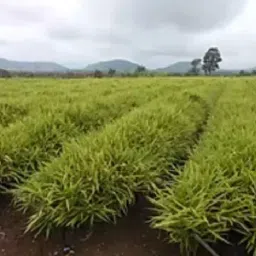 Finolex Plasson CL2-0.40 DRIP-Inline Finogol Emitting Pipe 3 LPH 12 mm - Dia image 3