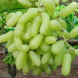 Bahan Traders Seedless Sweet Green Grape Fruit Air Layered plant, Angoor Plant "Special Long Variety" (Produce fruit in 1 Year) image 2