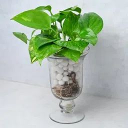 Buddha Money Plant Combo image 2