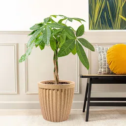 Kuber Industries 6Pcs Brown Textured Roto Mould Flower Planters image 4