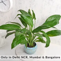 Precious Peacelily Plant-picture-18