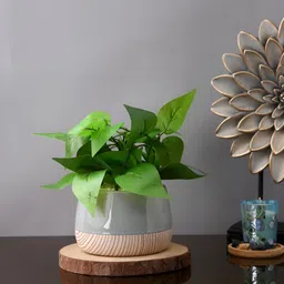 TAYHAA Grey & White Slatewood Elegance Printed Ceramic Planter-picture-38