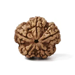 Gemsmantra Brown Wooden 5 Mukhi Rudraksha Nepali With Pendant-picture-27