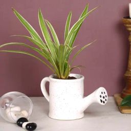 Aapno Rajasthan White Ceramic 'Watercan-Shaped' Planter Pot - Set of 1-picture-42