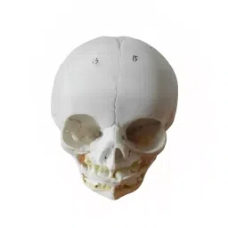 A-ONE SCIENCE Life Size White PVC Infant Skull AOSBM16 image 2