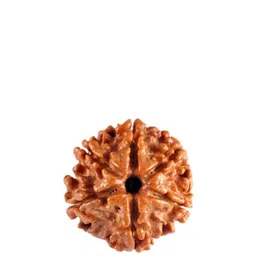 GenZcomplex Unisex Six Mukhi (6 face) Rudraksha Pendant-picture-40