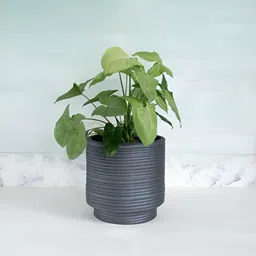 FREEDOM TREE Strata Grey TexturedCeramic Planters-picture-21