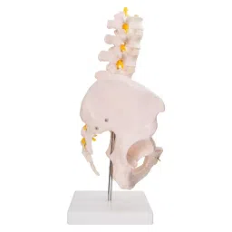 A-ONE SCIENCE Multicolor PVC Pelvis Model With 5 Piece Lumbar Vertebrae AOSBM32 image 2