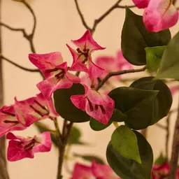 Elemntl Pink Core image 2