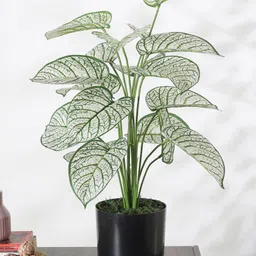 Arick Decor Beautiful Artificial PVC Dieffenbachia Silk Plant with Big Leaves and With Pot-image-78