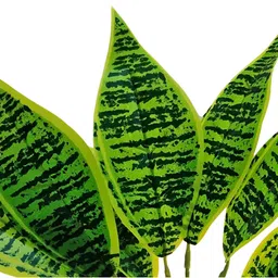 ARTSY Green 1 Pieces Croton Artificial Plant With Pot image 5