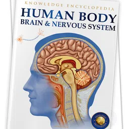 Human Body Brain And Nervous System Knowledge Encyclopedia For Children - English-image-47