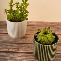 WEAVING HOMES 2 -Pcs Green & White Textured Ceramic Planter image 2