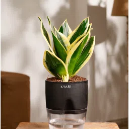kyari Sansevieria Golden Hahnii Snake Plant With Self Watering Pot- Black image 1