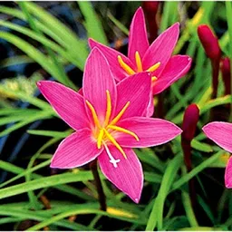 Plantohobby Rain Lily Bulbs Multicolor (20 Bulbs) image 3