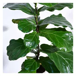 Ugaoo Fiddle Leaf Fig Natutal Live Indoor Plant with Ivory Self Watering Pot image 4