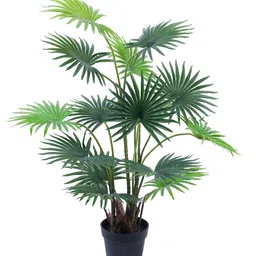 Elemntl Green 1 Pieces Palm With Pot image 2