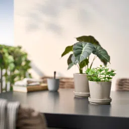 ikea fejka Artificial potted plant, in/outdoor Mint, 9 cm image 3