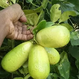 generic Pankaj Nursery Gandharaj Lemon(All Time) Nimboo Live Plant (Air Layered/Guti Kolom) Very Big Size Fruit "Special Variety"(Fruit After 6 Month) image 4
