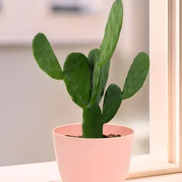 Kuber Industries Marble Cool Peach 18 Pieces Lightweight Planters image 3