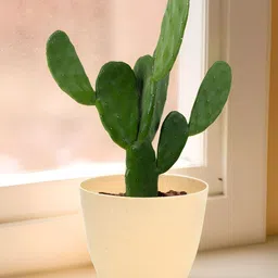 Kuber Industries Beige & Peach 24 Pieces Marble Planters image 3