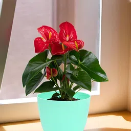 Kuber Industries Marble Cool Green 6 Pieces Lightweight Planters image 5