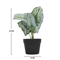 Living scapes by Pantaloons Artificial Plant image 5