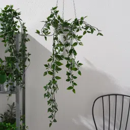 ikea fejka Artificial potted plant, in/outdoor/hanging, 9 cm image 2