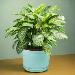 Kuber Industries 2Pcs White & Blue Textured Planters With Plate image 2