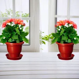 Virajsanchi 4-Pcs Brown Round Light Weight Planters image 2