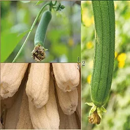 buyandcheers Loofah image 5