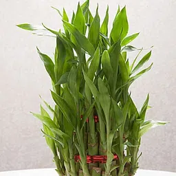 Pot's & Plant's Three Tower/Layer Lucky Bamboo in Handmade Glass Container image 5