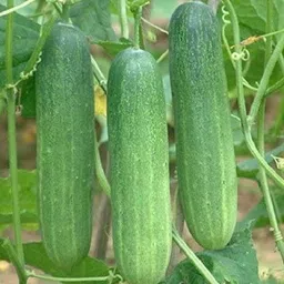 qualtivate ™ Cucumber F-1 Hybrid(60 Seeds) Seed image 1