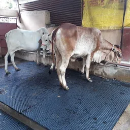 Cow Mat, Mat for Cow, Buffalo, Bull, Rubber Mat for Animal (Black) Cow, Dog, Hamster, Guinea Pig, Miniature Pig Pet Mat-image-96