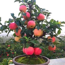 cloud farm Apple Plant-picture-20