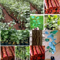 Red chandan seeds pack of 25 Seed-image-26